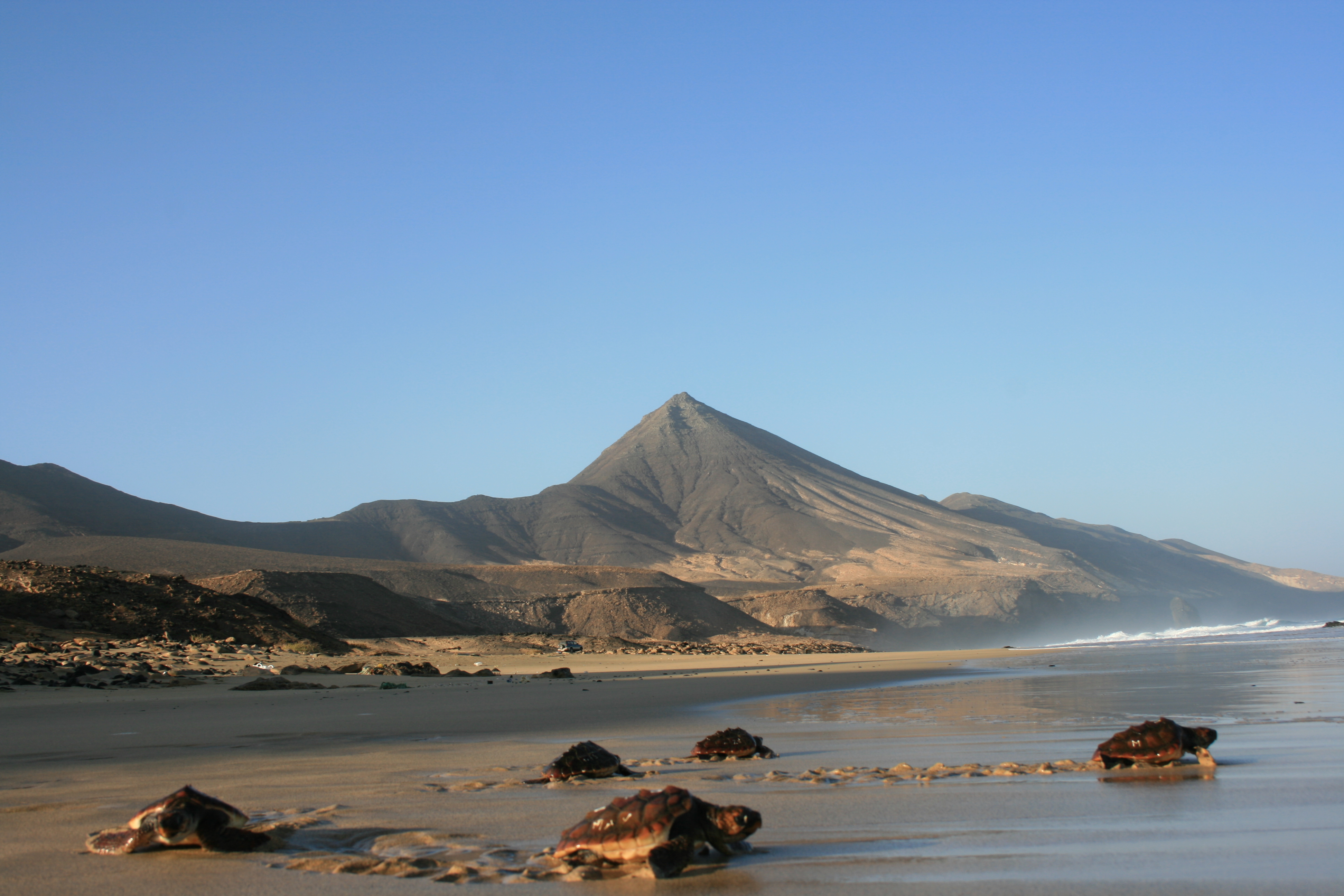 suelta de tortuga en Cofete