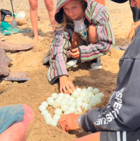 Simulacro de manejo de nido y huevos de tortuga marina en un taller de formación en la playa.